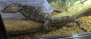 Varanus ornatus 0.1 Nilwaran 