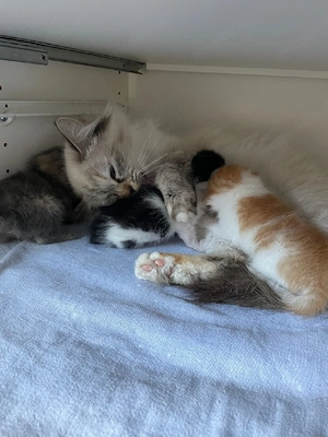 Sebirische Walfkatzen Mix