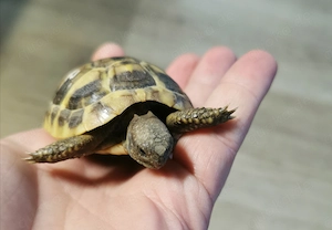 Griechische Landschildkröten, Testudo hermanni boettgeri THB, Nachzuchten aus 2025, insg. 12 Stück