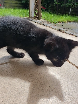 Babykatze Männlich  Bild 3