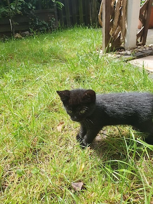 Babykatze Männlich  Bild 5