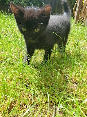 Babykatze Männlich  Bild 4