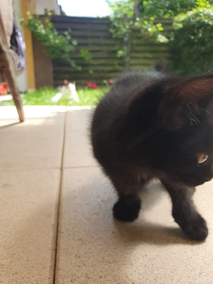 Babykatze Männlich  Bild 2