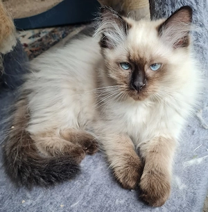 Ragdoll Kitten