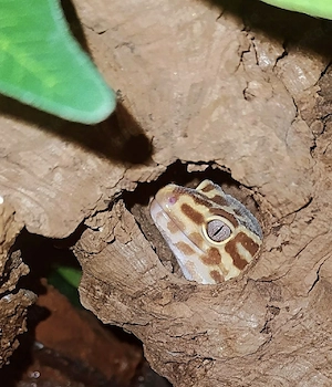 Leopardgecko