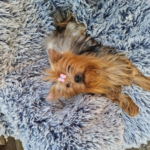 Yorkshire terrier 