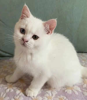 Katzchen suchen neue Besitzer
