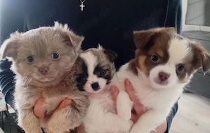 3 reinrassige Chihuahua-Welpen