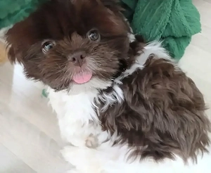  Bezauberndes Shih Tzu Mädchen  Mochi  sucht ein liebevolles Zuhause!