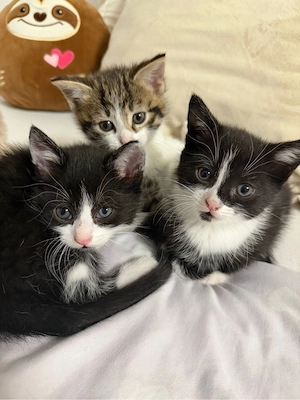 Baby Katzen 