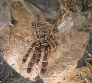0.1 Aspinochilus rufus subadult ca. 3cm KL
