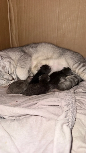 4 süße British Shorthair Kitten suchen ein liebevolles Zuhause     Geboren am: 17.05.2026   Abgabe a