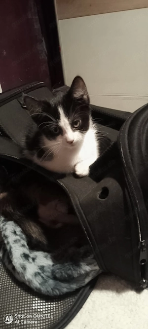 Baby katze 6w.