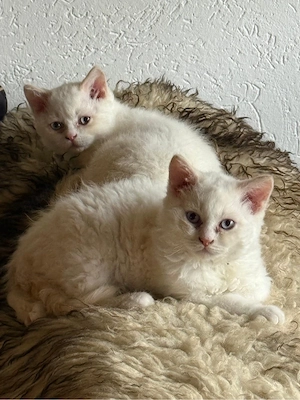 Selkirk Rex Katerchen, verschmuster Lockenteddy
