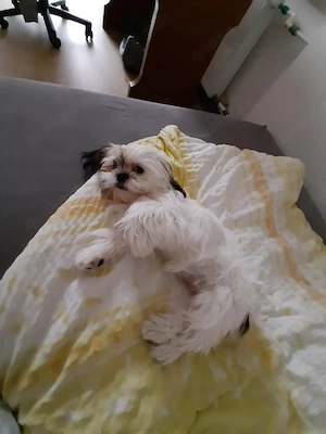 Shih-Tzu Welpen