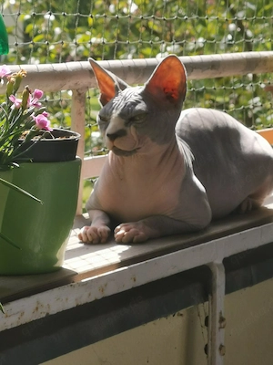 Sphynx (kitten)Pärchen mit schnurrhaare 