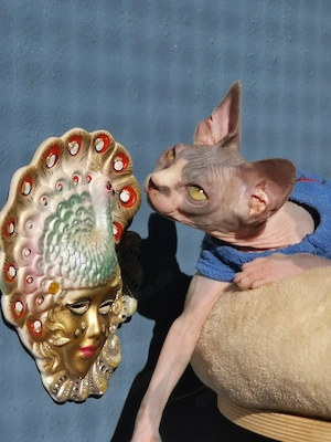 Junge Sphynx Dame sucht dringend,,,