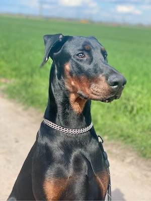 Dobermann Rüde