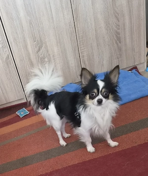 Deckrüde,Chihuahua,Langhaar