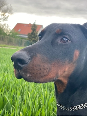 Dobermann Rüde
