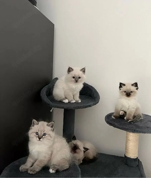 Ragdoll kitten