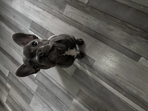 Hund Französische Bulldogge 