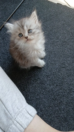 Katze zu verkaufen.