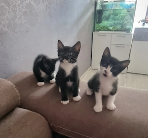Bkh mix nur 3 Kater 