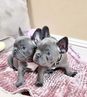 Französische Bulldoggen Welpen