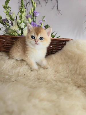 Junges BKH goldenes Chinchilla 