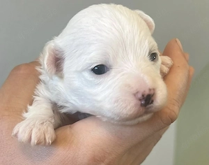 Maltichon Mix Welpen#Malteser BichonFrise