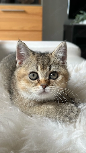 Zuckersüßes British Shorthair (BKH) Katzenmädchen sucht ein liebevolles Zuhause
