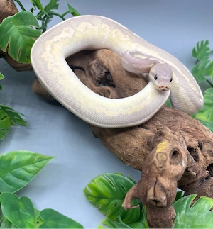 1.0 Banana Cinnamon Mystic Fire 2025 Königspython