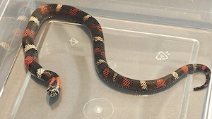 1.0 Xenodon Pulcher