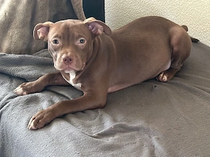 American Pocket Bully Rüde 