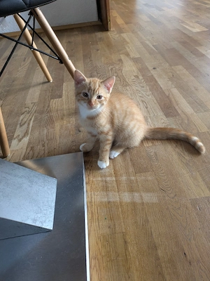 BKH Mix Kitten 