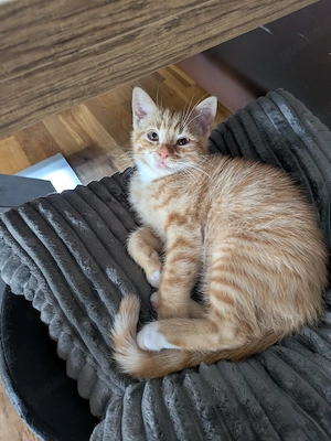 BKH Mix Kitten 