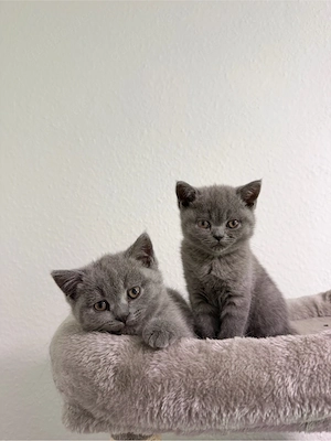 BKH baby kitten