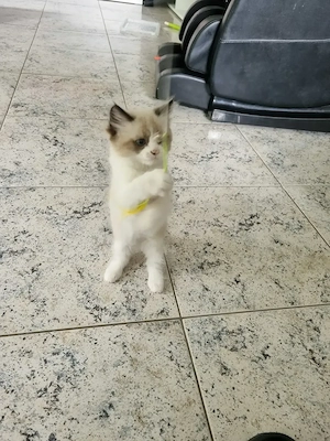 2 süßen Katzenbabys sucht neue Zuhause. 
