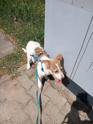 Süße Delia(5 Mon, 28 cm, 5,5 kg) sucht liebevolles Heim Bild 7