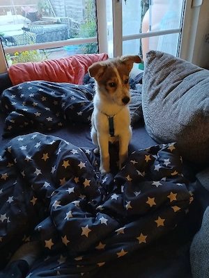 Süße Delia(5 Mon, 28 cm, 5,5 kg) sucht liebevolles Heim Bild 2