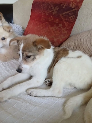 Süße Delia(5 Mon, 28 cm, 5,5 kg) sucht liebevolles Heim Bild 5