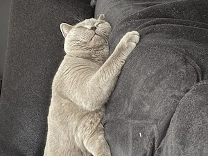 Kater Britisch Kurzhaar hellgrau 1Jahr 