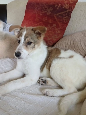 Süße Delia(5 Mon, 28 cm, 5,5 kg) sucht liebevolles Heim