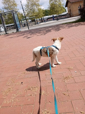 Süße Delia(5 Mon, 28 cm, 5,5 kg) sucht liebevolles Heim Bild 3
