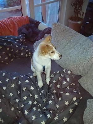 Süße Delia(5 Mon, 28 cm, 5,5 kg) sucht liebevolles Heim Bild 6