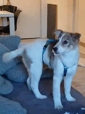 Süße Delia(5 Mon, 28 cm, 5,5 kg) sucht liebevolles Heim Bild 4