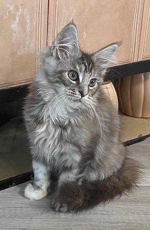 Maine Coon Kitten Mädchen mit Stammbaum