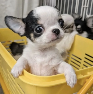 Chihuahua Welpen mit Stammbaum