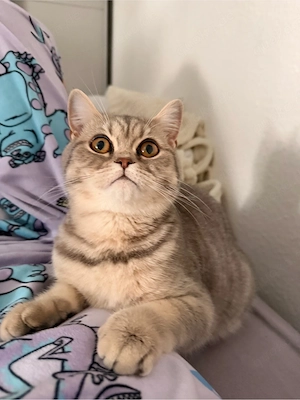 Britisch Kurzhaar Katze (weiblich)